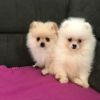  Zwei Pomeranian Welpen suchen das perfekte Zuhause